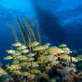 Marine Life - Turks and Caicos Explorer II