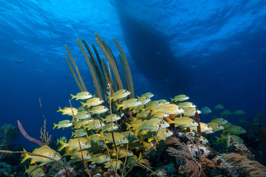 Vida Marinha - Turks and Caicos Explorer