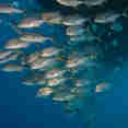 Marine Life - Turks and Caicos Explorer II