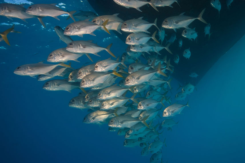 Marine Life - Turks and Caicos Explorer