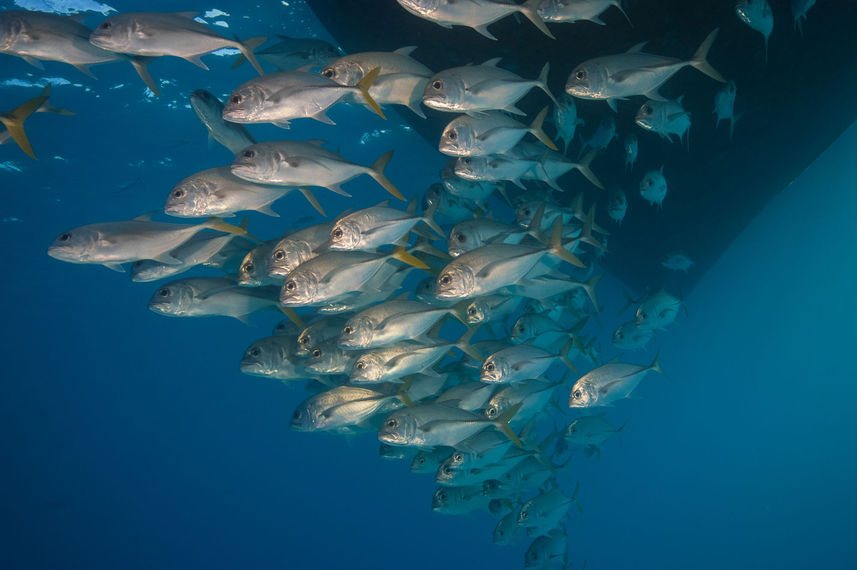 Marine Life - Turks and Caicos Explorer II