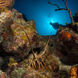 海洋生物 - Turks and Caicos Explorer