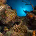 Marine Life - Turks and Caicos Explorer II