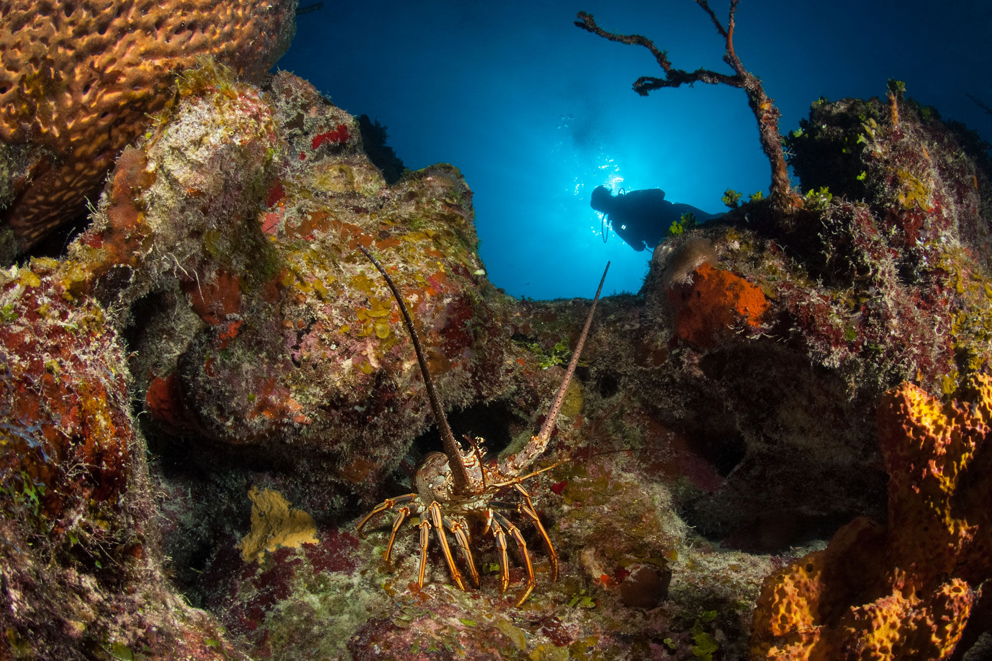 Onderwaterleven - Turks and Caicos Explorer
