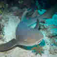 Marine Life - Turks and Caicos Explorer II