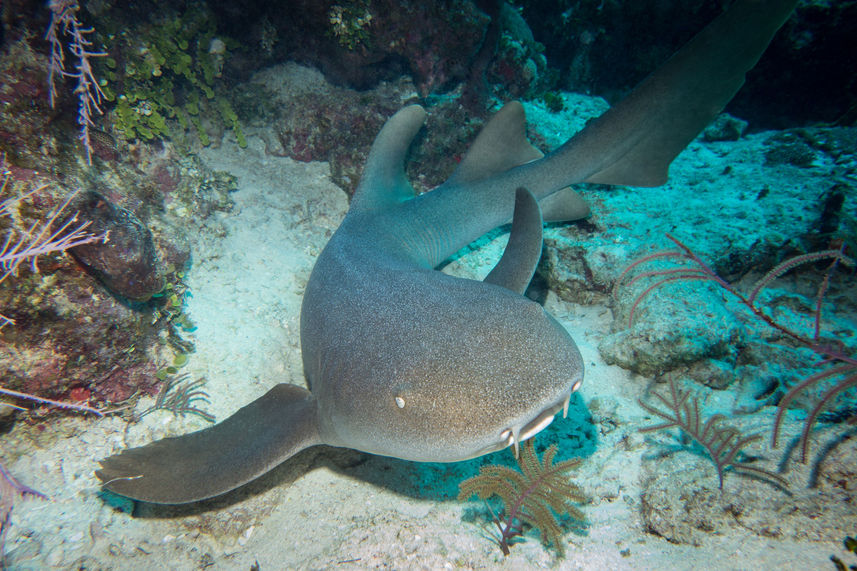 Vida Marinha - Turks and Caicos Explorer