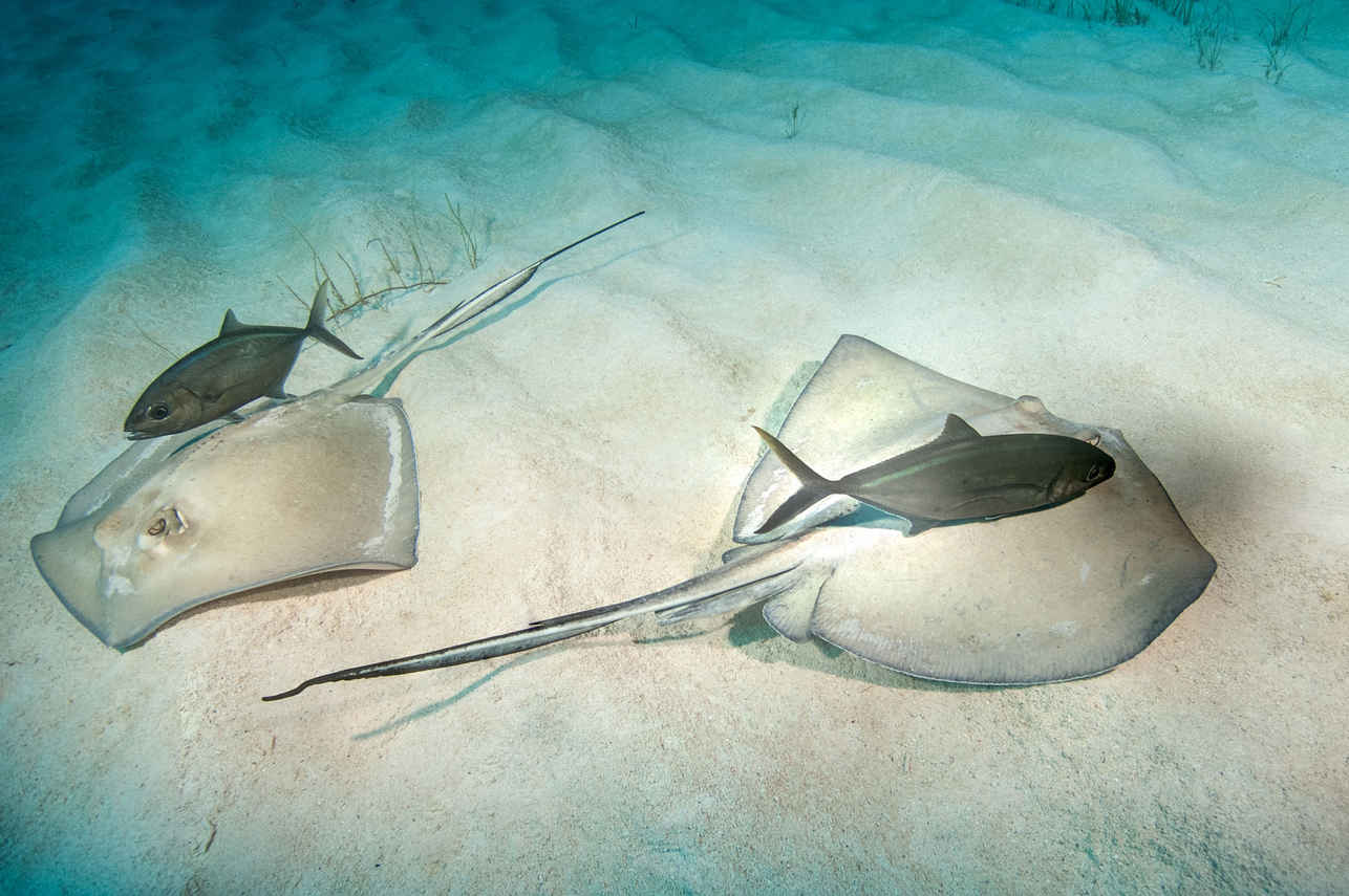 海洋生物 - Turks and Caicos Explorer II