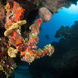 Vida Aquatica  - Turks and Caicos Explorer