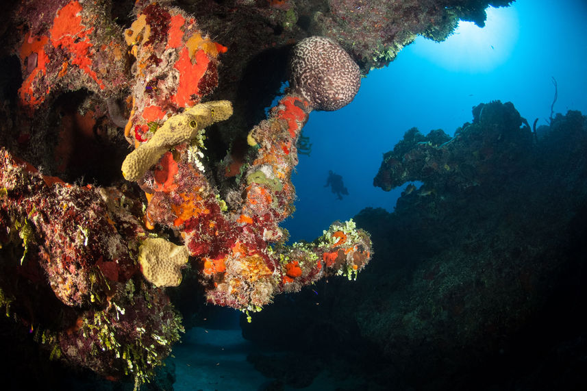 Vida Marinha - Turks and Caicos Explorer