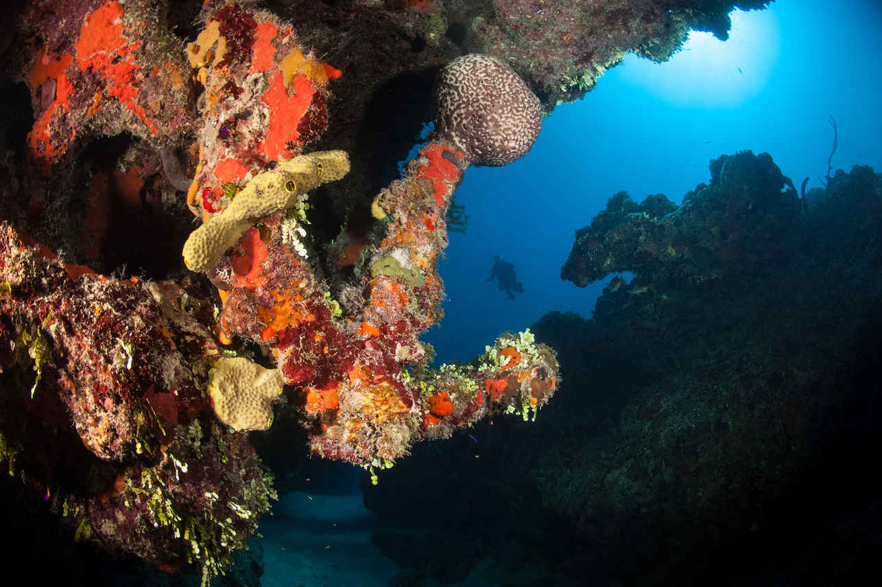 海洋生物 - Turks and Caicos Explorer II