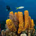 Marine Life - Turks and Caicos Explorer II