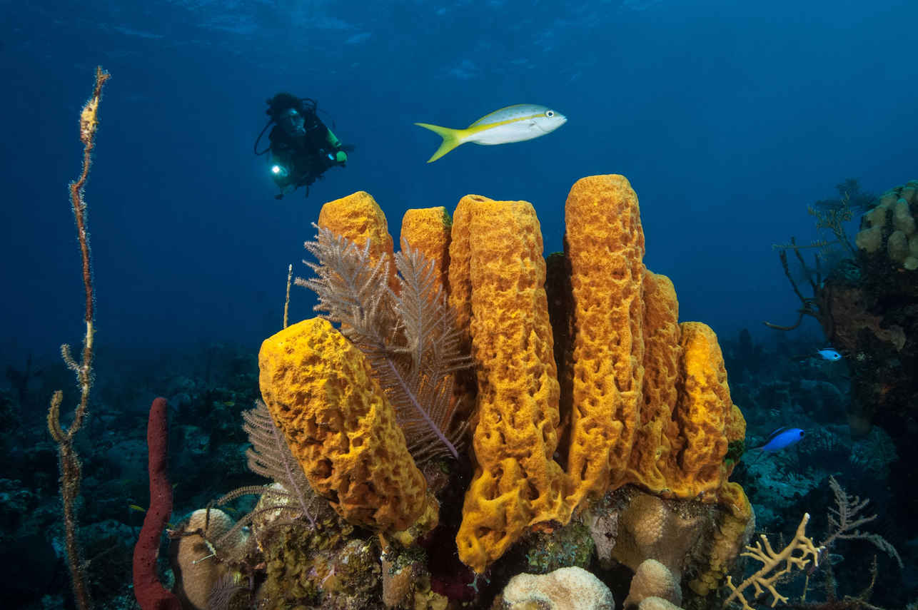 海洋生物 - Turks and Caicos Explorer II