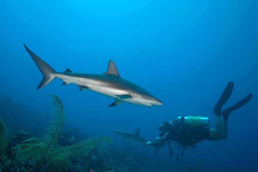 Marine Life - Turks and Caicos Explorer