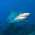 Marine Life - Turks and Caicos Explorer II