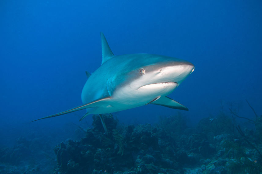 Marine Life - Turks and Caicos Explorer