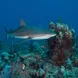 Marine Life - Turks and Caicos Explorer