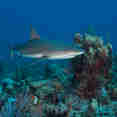 Marine Life - Turks and Caicos Explorer II