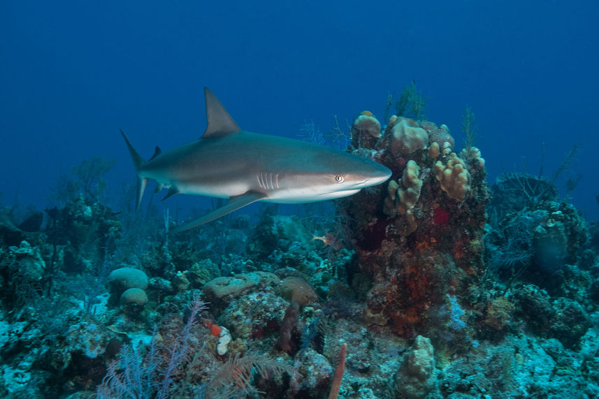 Vie aquatique - Turks and Caicos Explorer