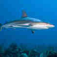 Marine Life - Turks and Caicos Explorer II