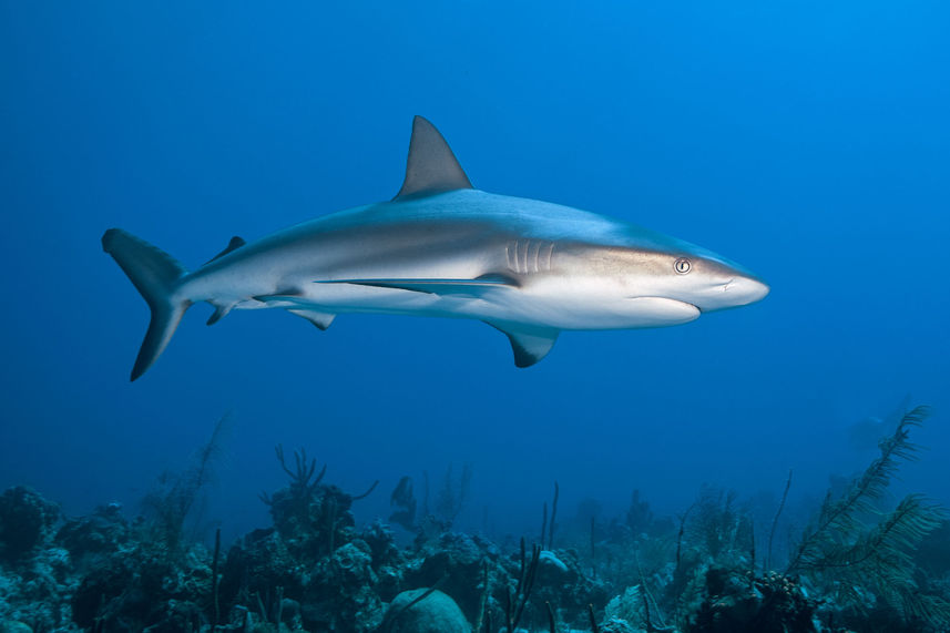 Marine Life - Turks and Caicos Explorer