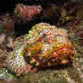 Marine Life - Turks and Caicos Explorer II