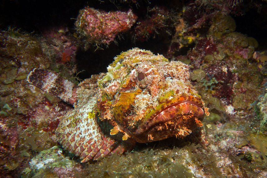 Vida Marinha - Turks and Caicos Explorer