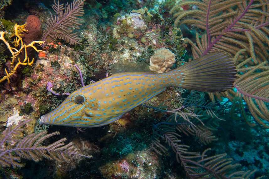 Marine Life - Turks and Caicos Explorer