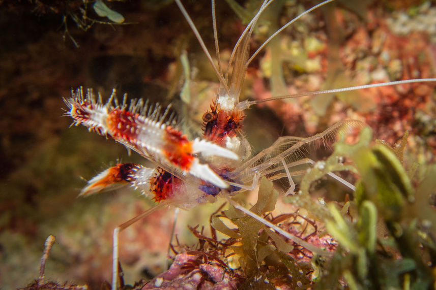 Marine Life - Turks and Caicos Explorer