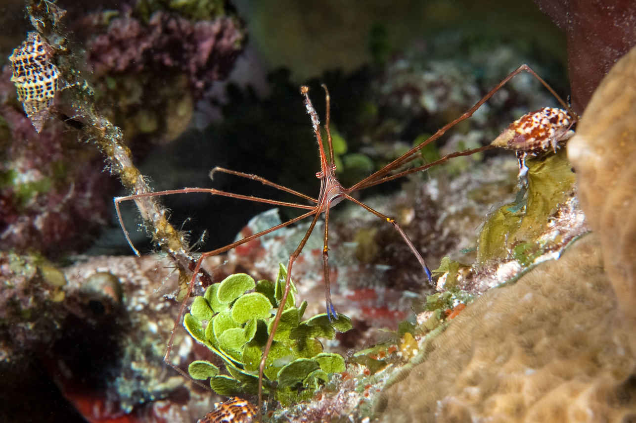 海洋生物 - Turks and Caicos Explorer II