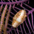 Marine Life - Turks and Caicos Explorer II