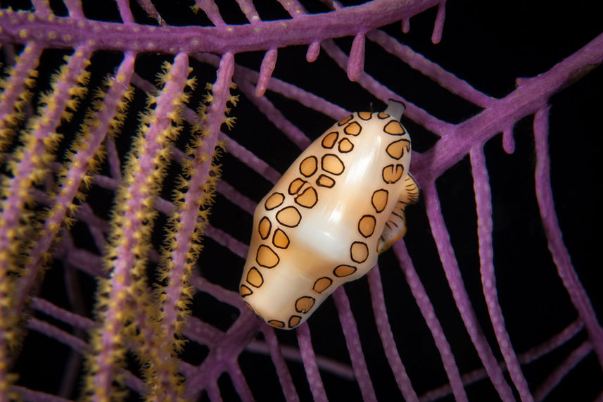 Marine Life - Turks and Caicos Explorer