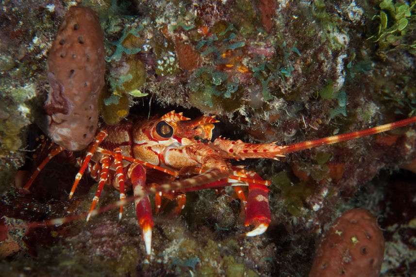 Marine Life - Turks and Caicos Explorer