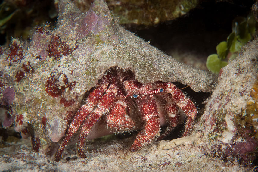 Marine Life - Turks and Caicos Explorer