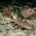 Marine Life - Turks and Caicos Explorer II