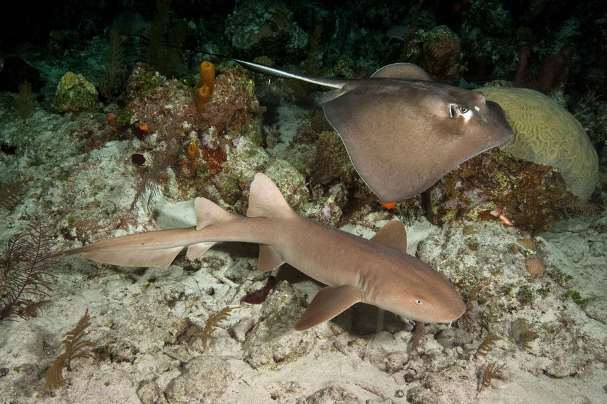 Marine Life - Turks and Caicos Explorer