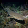 Marine Life - Turks and Caicos Explorer II