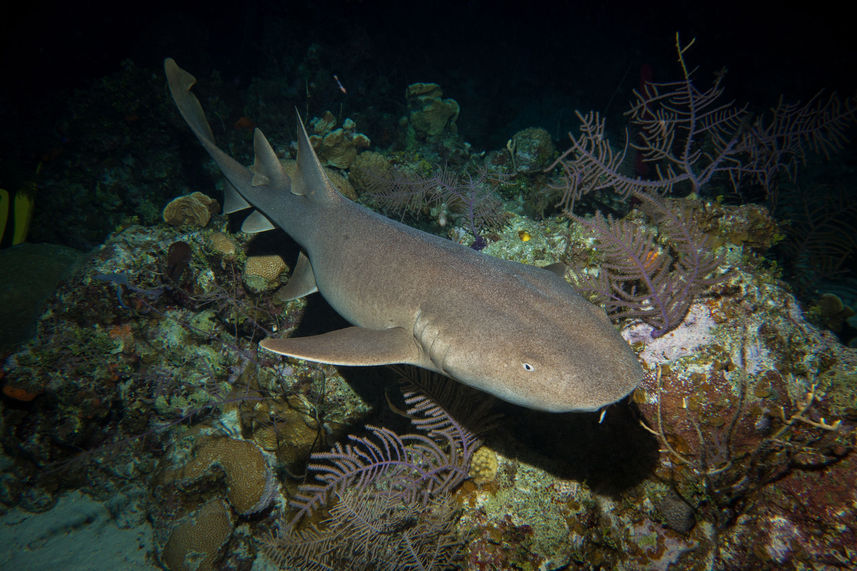 Marine Life - Turks and Caicos Explorer