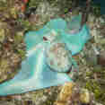 Marine Life - Turks and Caicos Explorer II