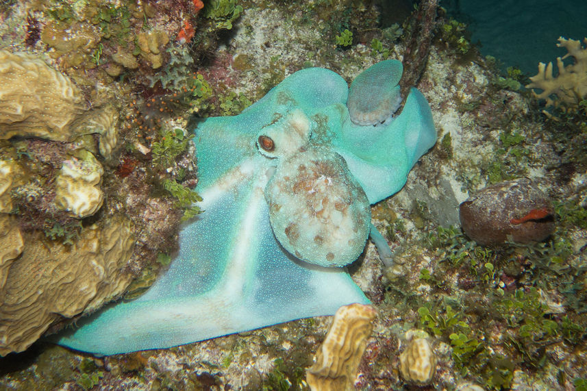 Vie aquatique - Turks and Caicos Explorer