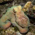 Marine Life - Turks and Caicos Explorer II