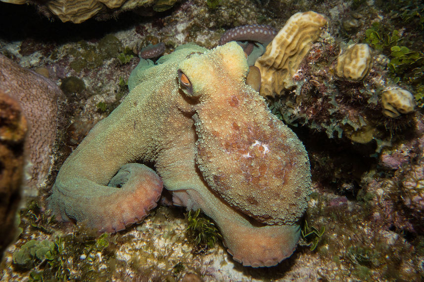 Vida Marinha - Turks and Caicos Explorer