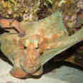 Marine Life - Turks and Caicos Explorer II