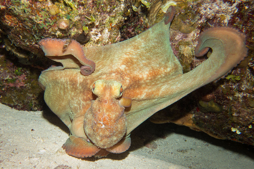 Vida Marinha - Turks and Caicos Explorer