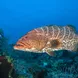 Marine Life - Turks and Caicos Explorer