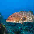 Marine Life - Turks and Caicos Explorer II