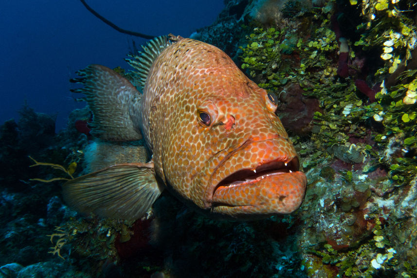 Vie aquatique - Turks and Caicos Explorer