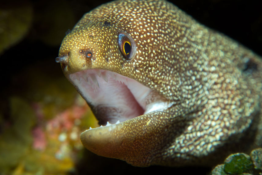 Marine Life - Turks and Caicos Explorer