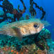 海洋生物 - Turks and Caicos Explorer
