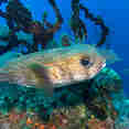 Marine Life - Turks and Caicos Explorer II