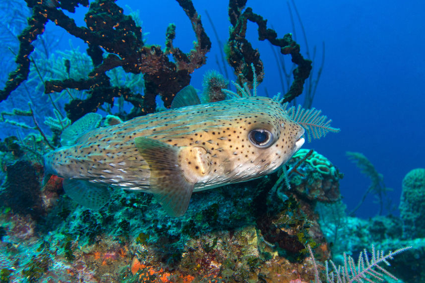 Vida Marinha - Turks and Caicos Explorer